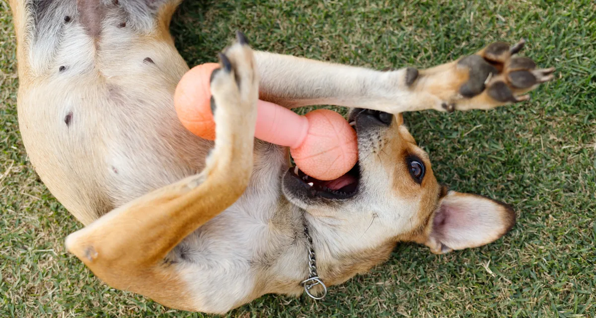 Cão relaxado, de barriga para cima, sobre a grama